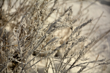 kwiatostany trawy zimą, oszronione kwiaty i pędy trawy, grass inflorescences in winter, Frozen, withered inflorescence of field grass, inflorescence of grass in sparkling hoarfrost © kateej