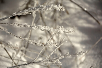 kwiatostany trawy zimą, oszronione kwiaty i pędy trawy, grass inflorescences in winter, Frozen, withered inflorescence of field grass, inflorescence of grass in sparkling hoarfrost © kateej