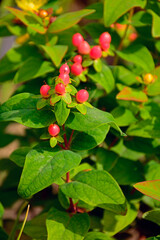 dziurawiec bezwonny magical beauty (Hypericum &times; inodorum), r&oacute;zowe owoce dziurawca ozdobnego, pink hypericum x inodorum berries
