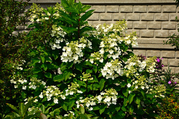 kwitnąca Hortensja bukietowa, białe hortensje bukietowe w ogrodize, Hydrangea paniculata, blooming bouquet hydrangea, bush of white hydrangea macrophylla in the garden © kateej