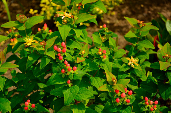 dziurawiec bezwonny magical beauty (Hypericum &times; inodorum), r&oacute;zowe owoce dziurawca ozdobnego, pink hypericum x inodorum berries
