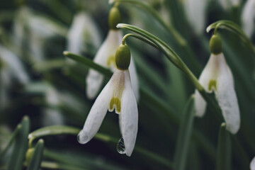 After the winter there is a spring coming back into Europe. Days are longer, weather is warmer with the Sun shining, trees and flowers start to blossom and birds are singing again. What a great time!