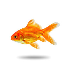 Fototapeta premium Vibrant goldfish swimming gracefully in a clear aquarium with a blurred background isolated on white background, illustration
