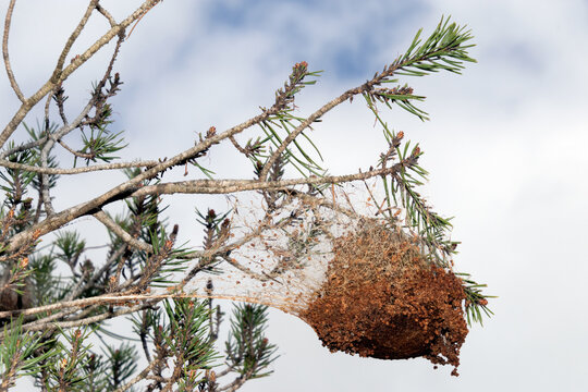 El pinar infestado de nidos de orugas "Oruga procesionaria"