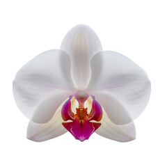 A close-up view of a vibrant orchid flower with intricate petals and a striking center. isolated on white background, illustration