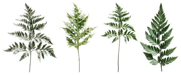 PNG Variegated ferns isolated background element set on transparent background