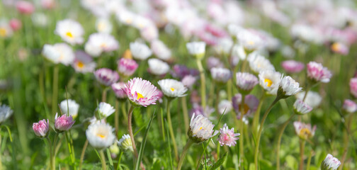 Fototapeta premium Wild pink and white daisies blooming in fresh green spring meadow, natural floral background with soft bokeh and shallow depth of field, seasonal nature scene with copy space