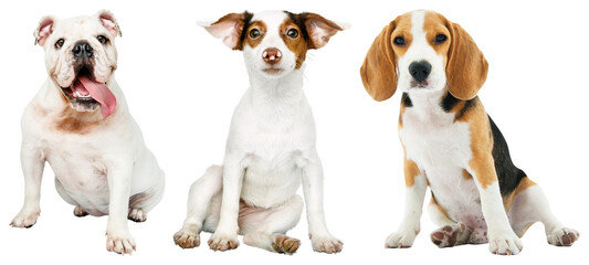 PNG Three adorable dogs sitting together element set on transparent background