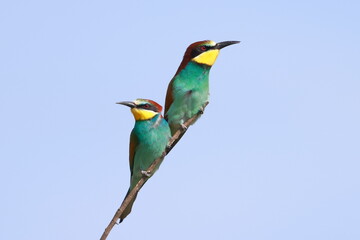 European bee eater, Merops apiaster, Czech Republic