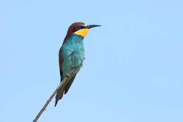 European bee eater, Merops apiaster, Czech Republic