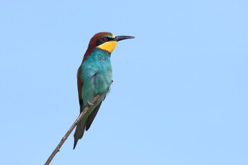 European bee eater, Merops apiaster, Czech Republic