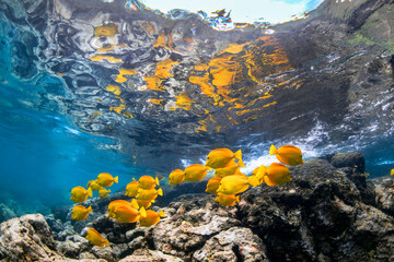 School of yellow tang swimming above rocky reef in clear blue water with rippling ocean surface reflection, Big Island, Hawaii, United States. © Gary
