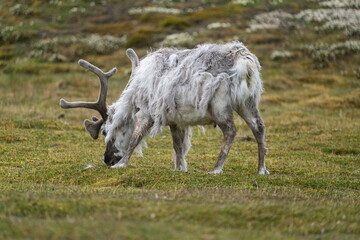 Svalbard reindeer (Rangifer tarandus platyrhynchus) grazing in a field on the edge of Longyearbyen, Svalbard, Norway © Angela