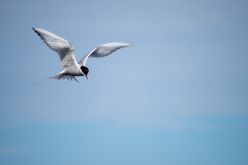 Fototapeta premium Arctic tern (Sterna paradisaea) in flight above a research station at Ny Alesund, Svalbard, Norway