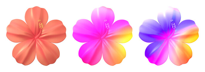 PNG Vibrant gradient hibiscus flowers on transparent background © Rawpixel.com