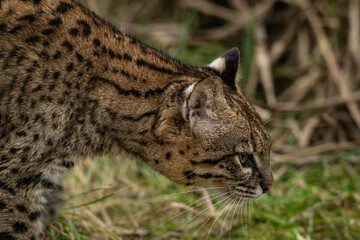 Detail of the head of a young ocelot outdoors. © lapis2380