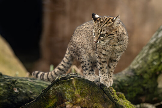 Ocelot kitten outdoors in an enclosure.