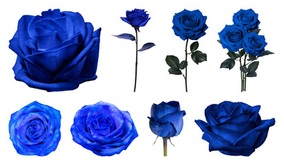 PNG Vibrant blue roses in various arrangements on transparent background