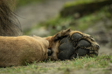 Lower part of the front paw of an Indian lion outside on the grass. © lapis2380