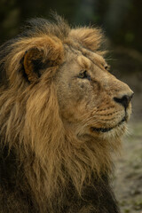 Resting Indian lion portrait outdoors.