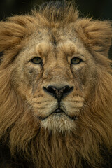 Fototapeta premium Resting Indian lion portrait outdoors.