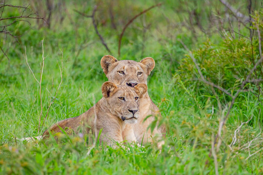 Sungulwane Private Game Lodge in Kwazulu Natal province, South Africa, is a good route for safari. It's possible to encounter many lions (Panthera leo) there.