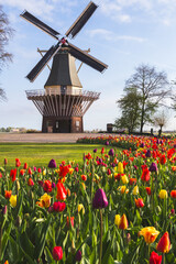 Historic windmill in Keukenhof Gardens with blooming tulips, Lisse, Netherlands