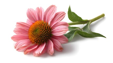 Close-up of a Single Pink Echinacea Flower on a White Background.