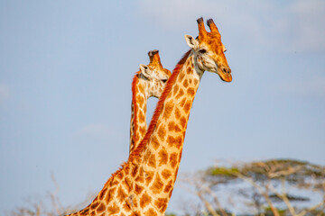 Obraz premium A group of African giraffes (Giraffe) walk in Simangaliso Wet Park with a Savannah landscape. South African safari.