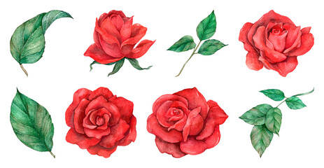 Fototapeta premium PNG Watercolor roses and leaves illustration on transparent background