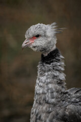 A chick of the Southern screamer in close‑up.