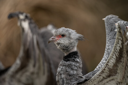 A chick of the Southern screamer in close‑up.