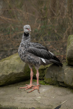 A chick of the Southern screamer in close‑up.