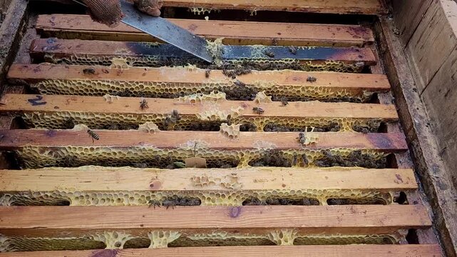 A gloved beekeeper meticulously removes excess propolis from the wooden frames of a beehive, exposing the delicate honeycomb and active bees, illustrating beekeeping and hive upkeep
