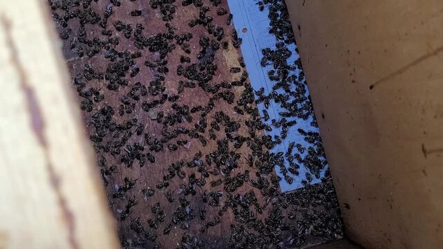 Inspection reveals a bee colony decimated by varroa mites, with the beekeeper carefully checking the hive for further infestations and signs of colony collapse, it is a bee parasite concept.