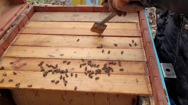 Beekeeper removes dead bees from the hive with a brush during inspection in the apiary, ensuring hive health and preparing the colony for the coming season, focusing on beekeeping methods.