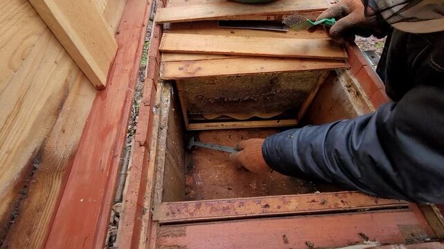 Beekeeper meticulously removes dead bees from the hive floor using a specialized tool, undertaking a vital cleaning process post-winter, ensuring the sustained health and productivity of colony.