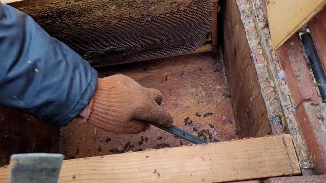 Close up view, a beekeeper meticulously cleans the bottom board of a wooden bee hive using a specialized hive tool to remove dead bees and debris, ensuring optimal conditions for colony health and