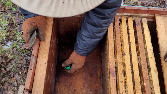 A beekeeper expertly removes debris and dead bees from the bottom of a beehive with a hive tool during inspection, demonstrating careful bee colony maintenance, with tools visible.