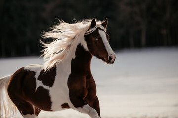 Scheckenpony im Schnee © ScullyPictures