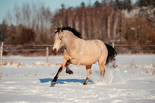 Leonharder im Schnee