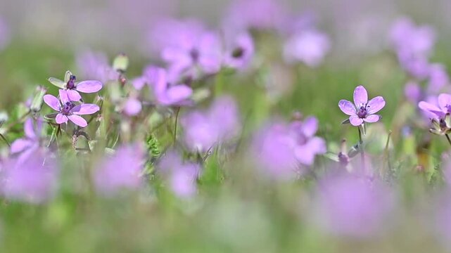 Erodium cicutarium, also known as common stork's beak, red-stemmed filaree, or pinweed, grows naturally in the wild in spring.