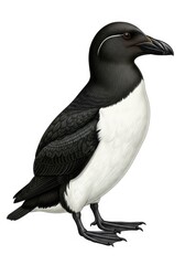 Fototapeta premium Detailed illustration depicts a medium-sized, stout seabird with distinct black and white plumage standing in profile