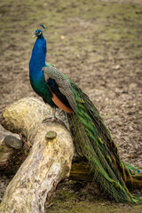 A male peafowl on a tree trunk outdoors in a park.