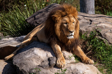 African Lion (Panthera Leo)