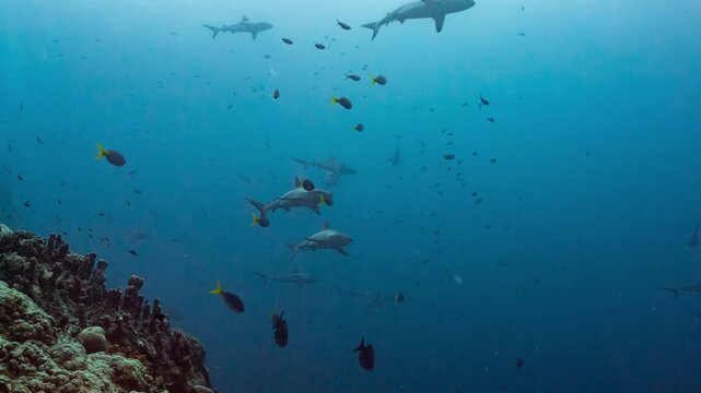 Underwater shot of huge numbers of sharks aggregating and swimming out in the blue water from a reef