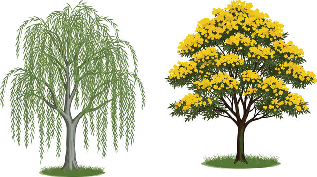 Green Weeping Willow and Yellow Flowering Tabebuia Trees Vector Illustration Set Isolated on White Background for Nature Landscape and Garden Design