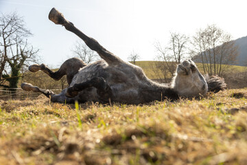 Pferd wälzt sich © Nadine Haase