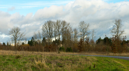 Obraz premium Graham Oaks Nature Park, Wilsonville, Oregon