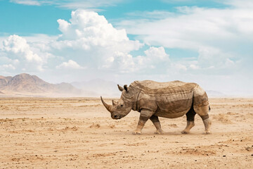 Fototapeta premium Striped Rhinoceros On Vast Namib Sandflat Under Turquoise Sky With Puffy Clouds, Surreal Wildlife Concept, Minimal Background, Copy Space